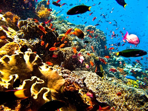keindahan bawah laut karimunjawa
